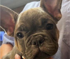 French Bulldog Litter for sale in BLOOMINGTON, IL, USA