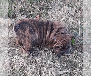 Bulldog Litter for sale in GREEN FOREST, AR, USA