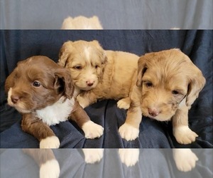 Aussiedoodle Miniature  Litter for sale in LEBANON, OR, USA