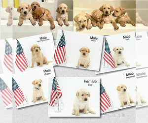 Labrador Retriever Litter for sale in SPOTSYLVANIA, VA, USA