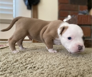 American Bully Litter for sale in SAINT CHARLES, MO, USA