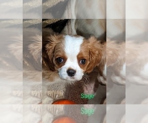 Cavalier King Charles Spaniel Litter for sale in WATERTOWN, NY, USA