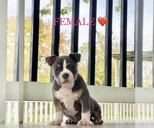 American Bully Litter for sale in SPRINGFIELD, IL, USA