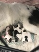Small Photo #1 Papillon Puppy For Sale in CO SPGS, CO, USA