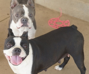 Boston Terrier Litter for sale in WOOSTER, OH, USA
