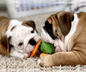 Bulldog Litter for sale in NORCO, CA, USA