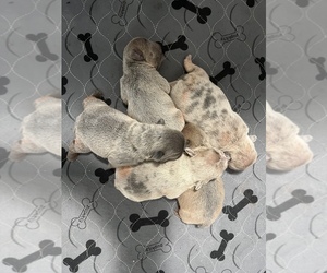 French Bulldog Litter for sale in HARROLD, SD, USA