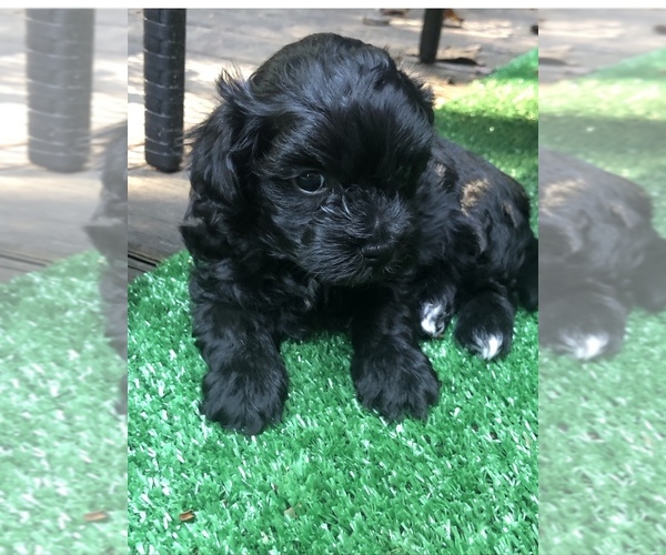 Medium Photo #1 Maltipoo Puppy For Sale in CUMMING, GA, USA