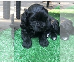 Small Photo #1 Maltipoo Puppy For Sale in CUMMING, GA, USA