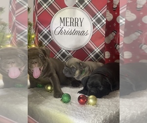 American Bully Mikelands  Litter for sale in SAINT ALBANS, NY, USA