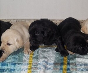 Labrador Retriever-Rhodesian Ridgeback Mix Litter for sale in CATO, NY, USA