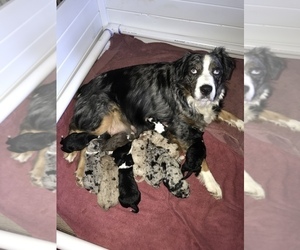 Aussiedoodle Litter for sale in BURKESVILLE, KY, USA