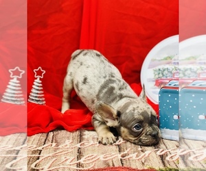 French Bulldog Litter for sale in BELLVILLE, TX, USA