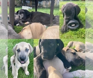 Great Dane Litter for sale in SUPERIOR, MT, USA