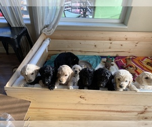 Goldendoodle Litter for sale in COQUILLE, OR, USA