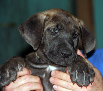 Medium Photo #1 Great Dane Puppy For Sale in YELM, WA, USA