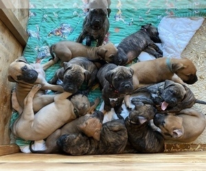 Bullmastiff Litter for sale in WILTON, CA, USA