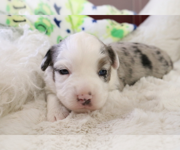 Medium Photo #1 Australian Shepherd Puppy For Sale in STAFFORD, VA, USA