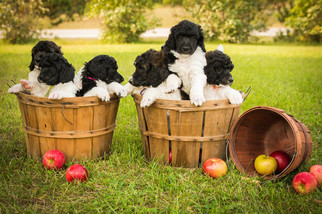 Poodle (Standard) Litter for sale in SAINT CLOUD, MN, USA