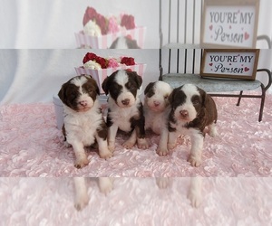 Aussie-Poo-Aussiedoodle Mix Litter for sale in COLLEGE STA, TX, USA