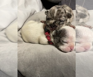 French Bulldog Litter for sale in CLINTON, MD, USA