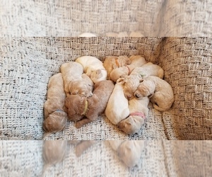 Goldendoodle Litter for sale in NEW BREMAN, NY, USA