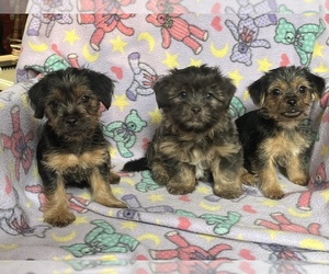 Shorkie Tzu Litter for sale in CHEVY CHASE, MD, USA