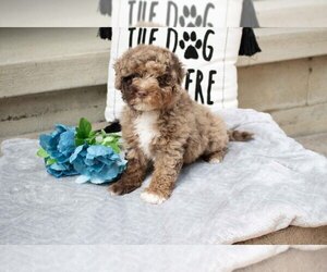 Aussiedoodle Litter for sale in MILLERSBURG, OH, USA