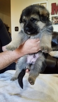 Medium Photo #1 German Shepherd Dog Puppy For Sale in MOUNT VERNON, WA, USA