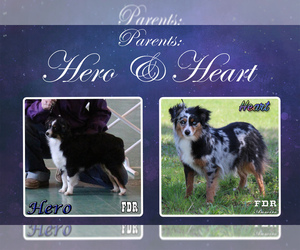 Miniature Australian Shepherd Litter for sale in FORESTBURG, TX, USA