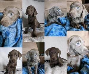 Labrador Retriever Litter for sale in BUCYRUS, OH, USA