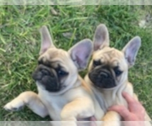 French Bulldog Litter for sale in BILLINGS, MT, USA