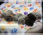 Small Photo #1 French Bulldog Puppy For Sale in EDMOND, OK, USA