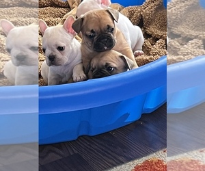 French Bulldog Litter for sale in TEMECULA, CA, USA