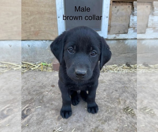 Medium Photo #1 Labrador Retriever Puppy For Sale in GOODHUE, MN, USA