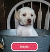 Small Photo #1 Labrador Retriever Puppy For Sale in MORGANTOWN, PA, USA