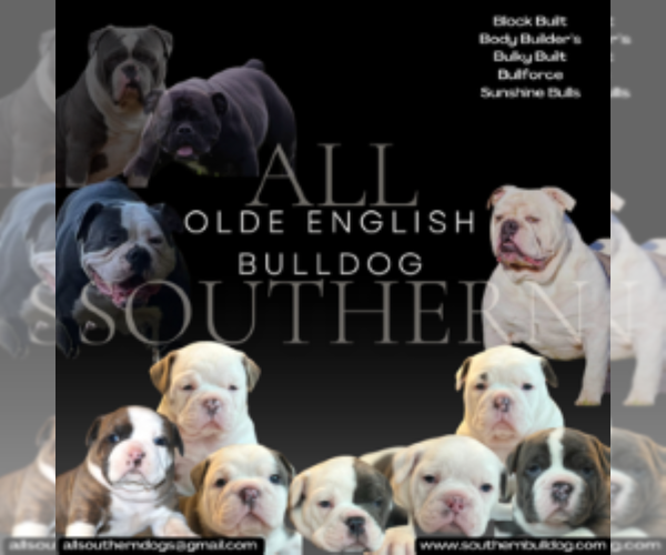Medium Photo #1 Olde English Bulldogge Puppy For Sale in MANSFIELD, GA, USA