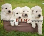 Small Photo #1 Pyredoodle Puppy For Sale in BOWLING GREEN, OH, USA