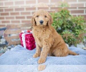 Goldendoodle Litter for sale in DALTON, OH, USA