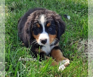 Medium Bernese Mountain Dog