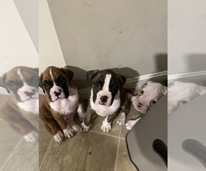 Boxer Litter for sale in WOOSTER, OH, USA