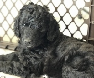 Goldendoodle-Irish Doodle Mix Litter for sale in SURPRISE, AZ, USA