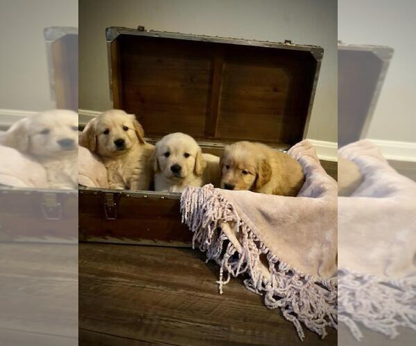 Medium Photo #1 Golden Retriever Puppy For Sale in VINE GROVE, KY, USA