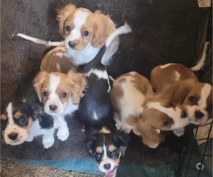 Cavalier King Charles Spaniel Litter for sale in ALTON, MO, USA