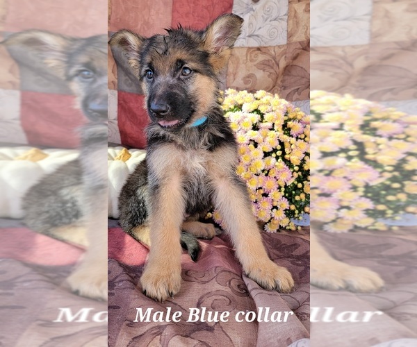 Medium Photo #1 German Shepherd Dog Puppy For Sale in ROCKVILLE, IN, USA