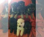 Small Photo #1 German Shepherd Dog Puppy For Sale in PALMYRA, MO, USA