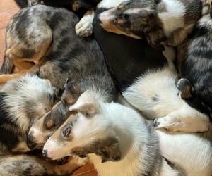 Australian Cattle Dog-Great Pyrenees Mix Litter for sale in NEW WILMINGTON, PA, USA