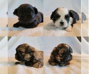 Shih Tzu Litter for sale in SAVANNAH, TN, USA