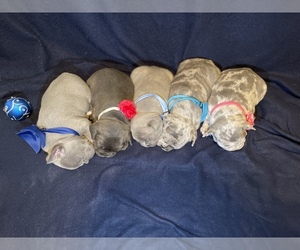 French Bulldog Litter for sale in LARAMIE, WY, USA