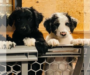 F2 Aussiedoodle Litter for sale in ESTELLINE, SD, USA